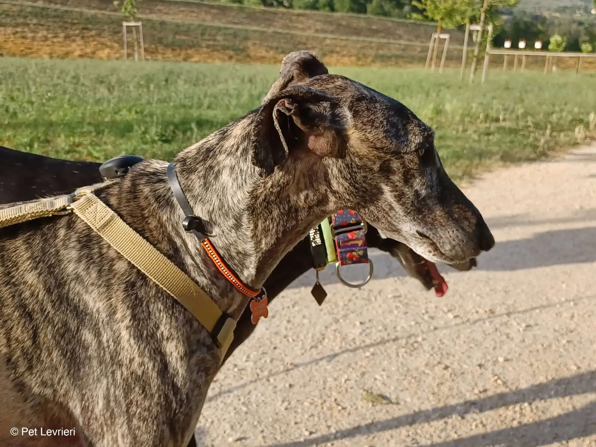 Kichi Galgo tigrato adozione levrieri foster cane 7