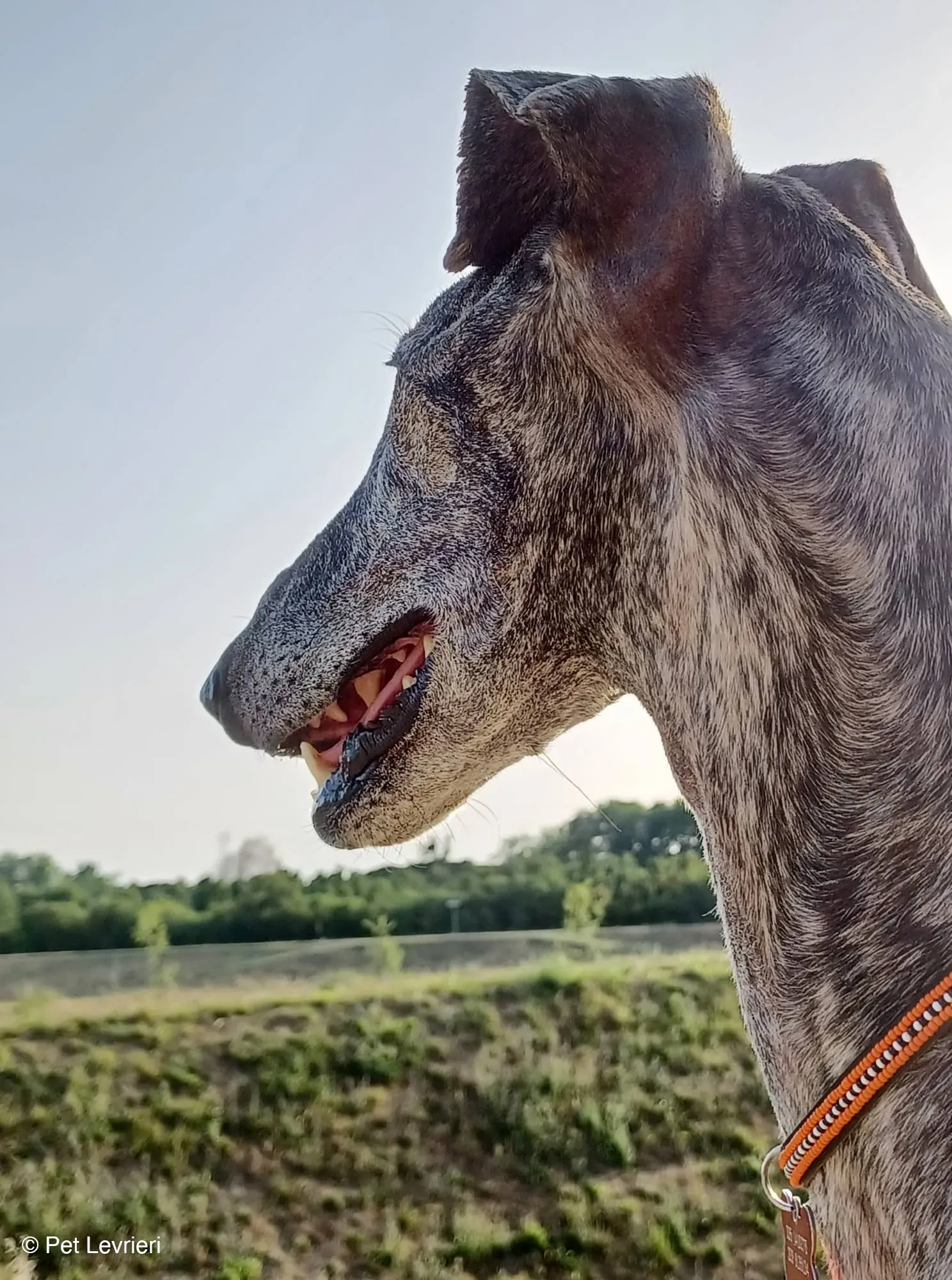 Kichi Galgo tigrato adozione levrieri foster cane 8