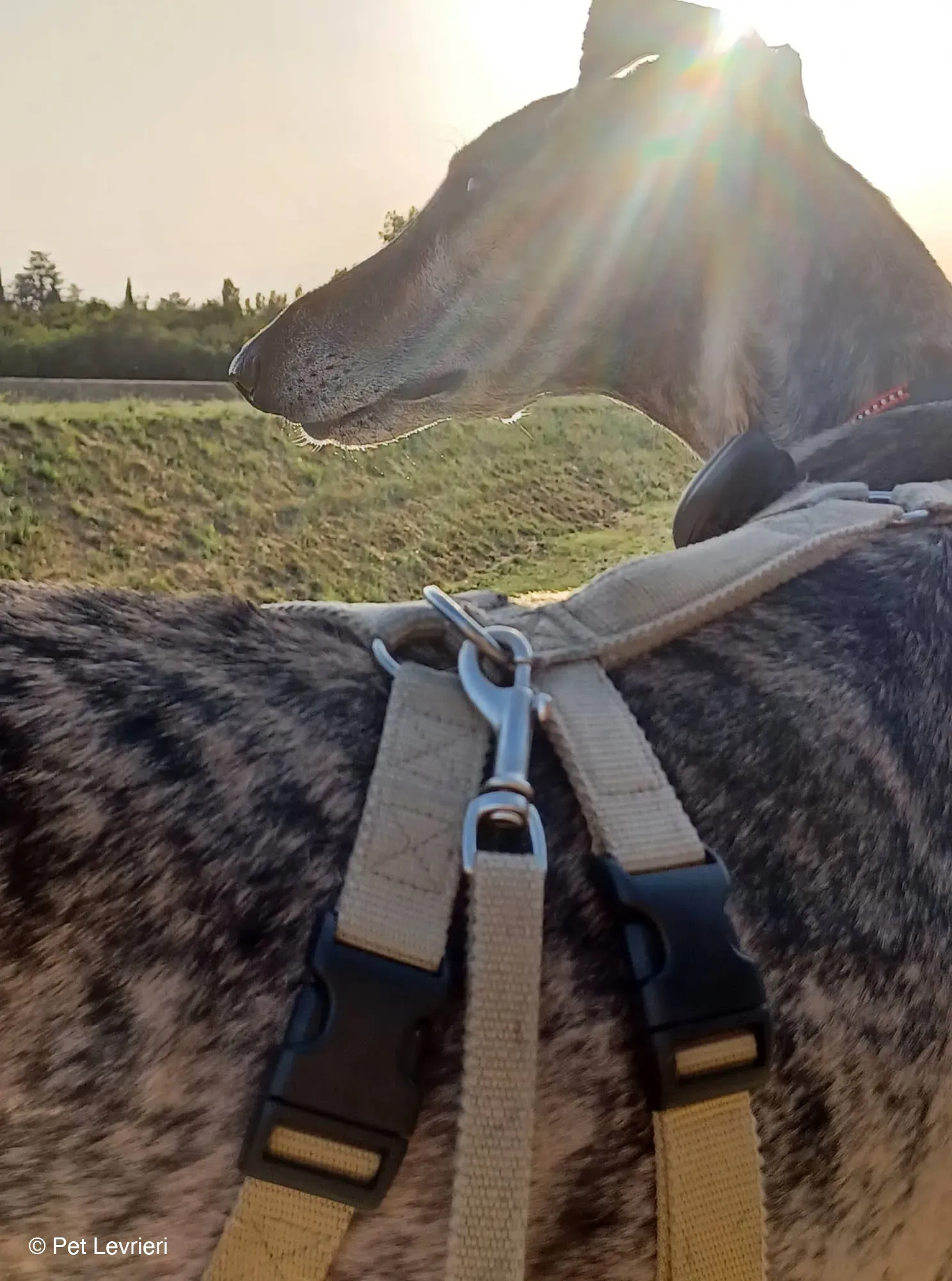 Kichi Galgo tigrato adozione levrieri foster cane 9