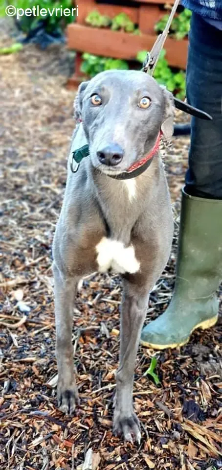 Kima adozione levrieri greyhound 1