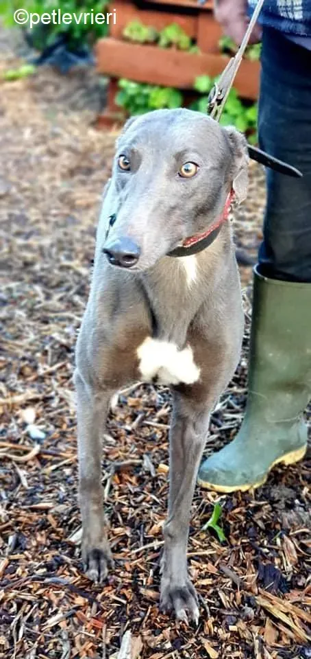 Kima adozione levrieri greyhound 2