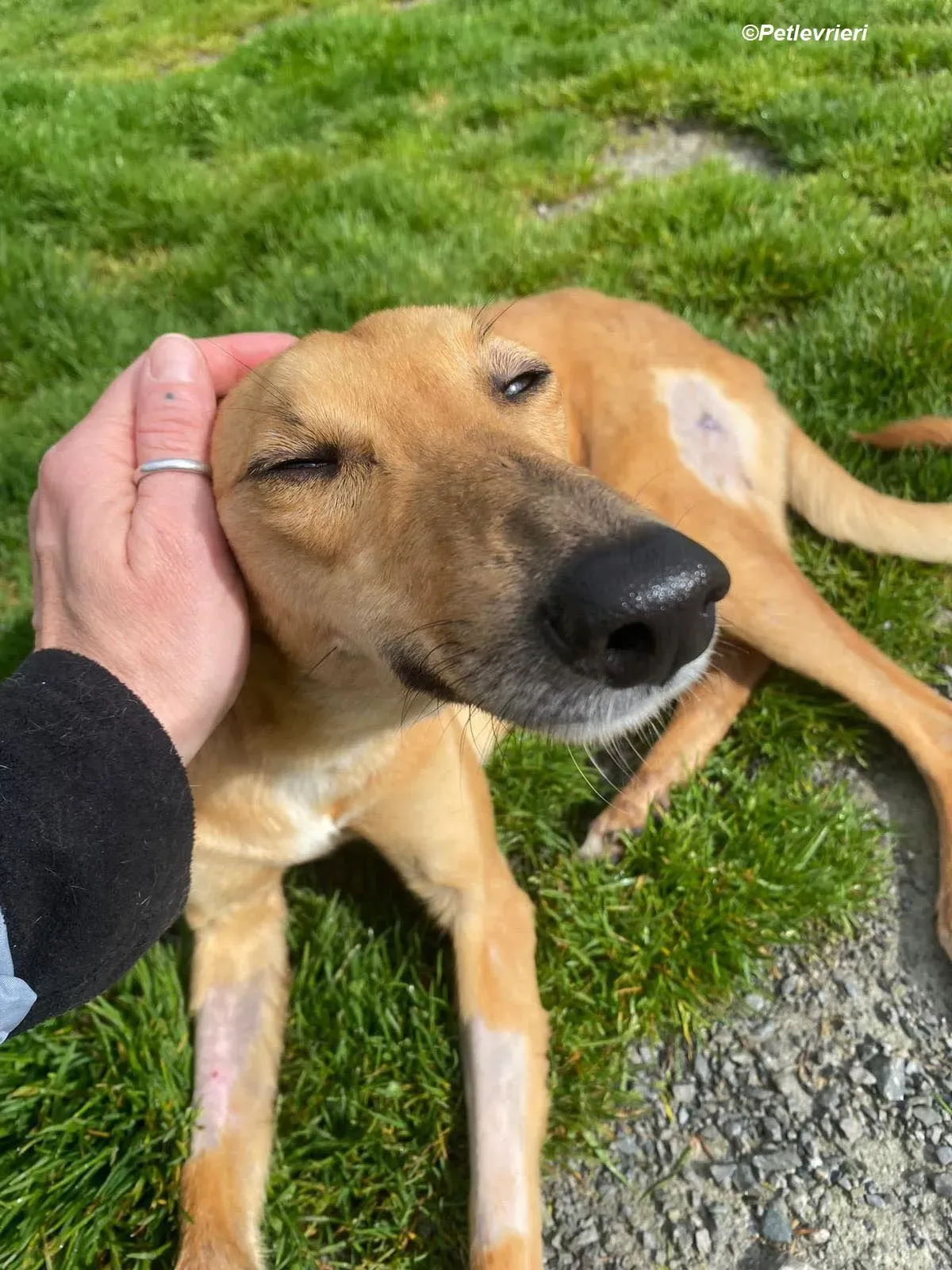 Kimberley adozione levrieri greyhound 1