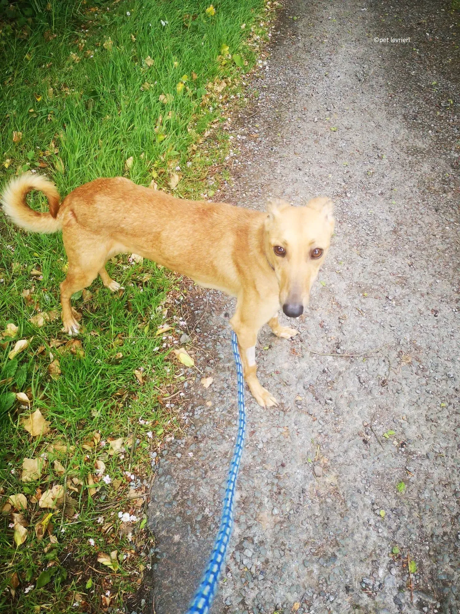 Kimberley adozione levriero lurcher whippet1 1