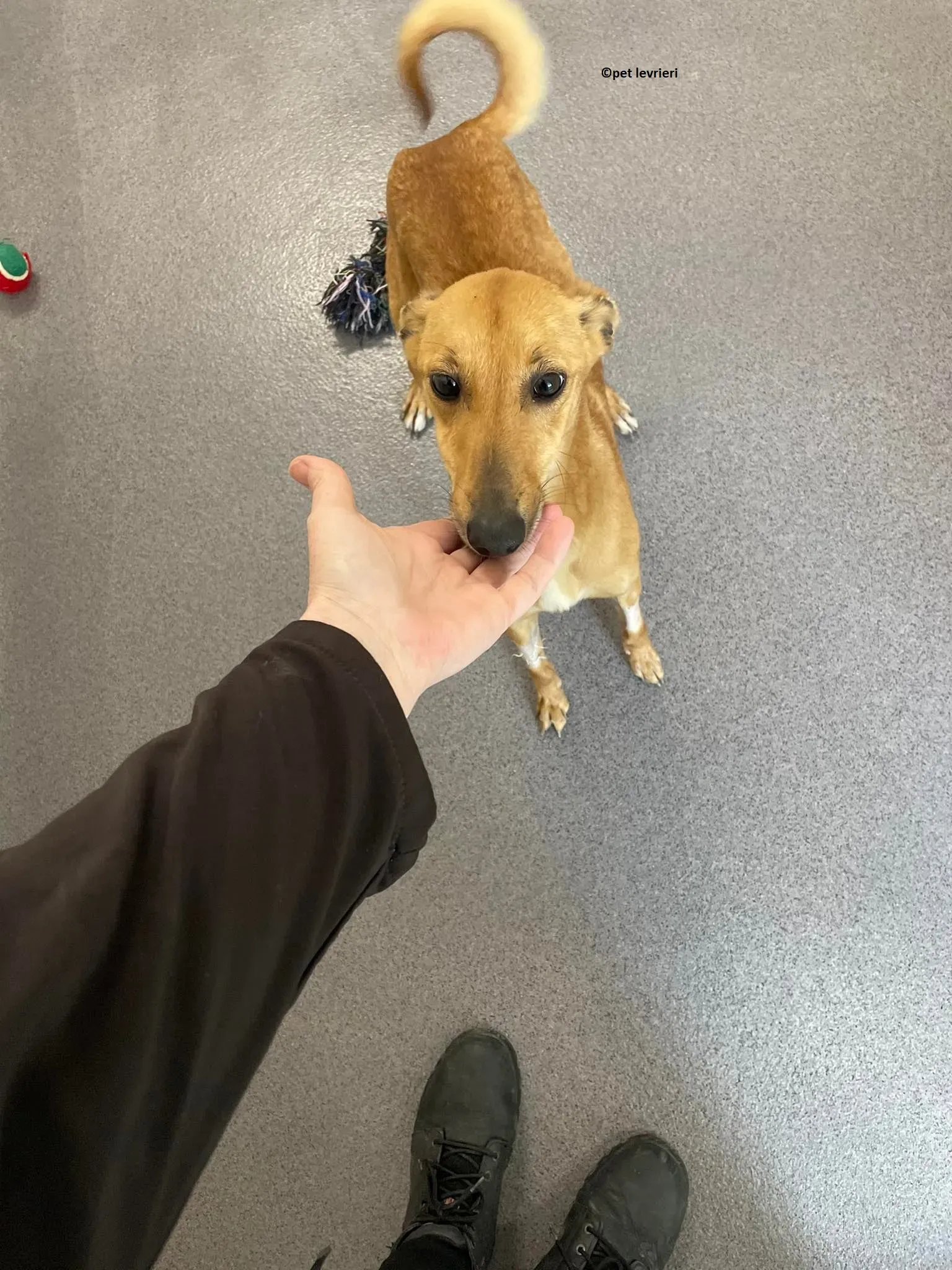 Kimberley adozione levriero lurcher whippet1