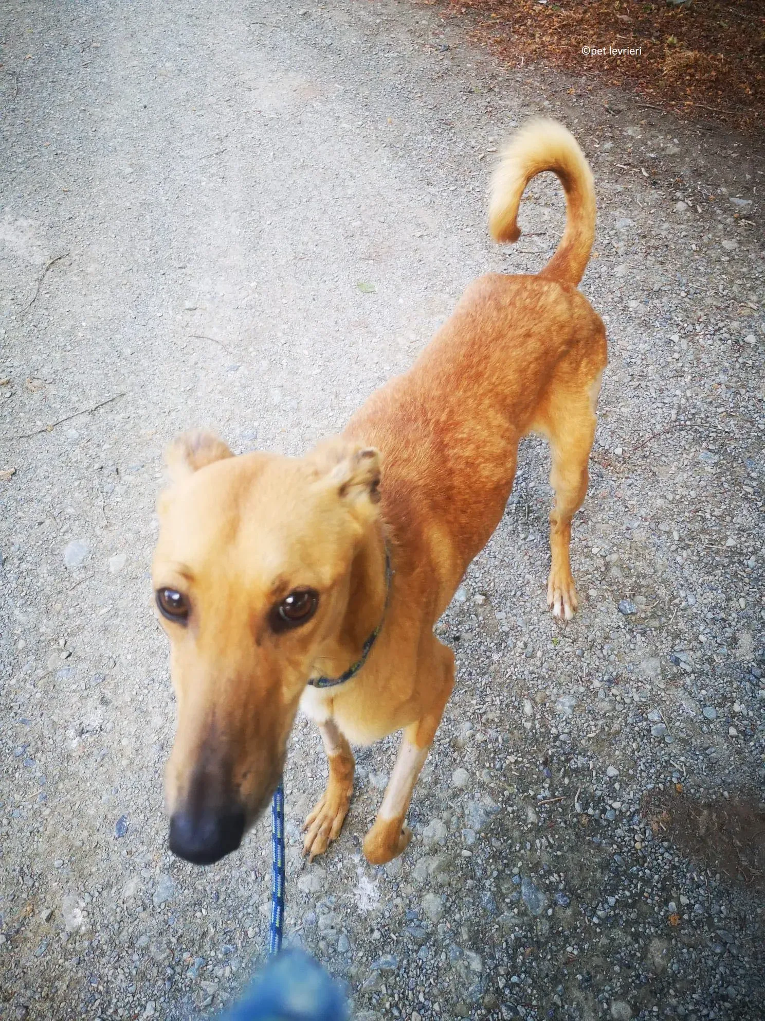 Kimberley adozione levriero lurcher whippet2 1
