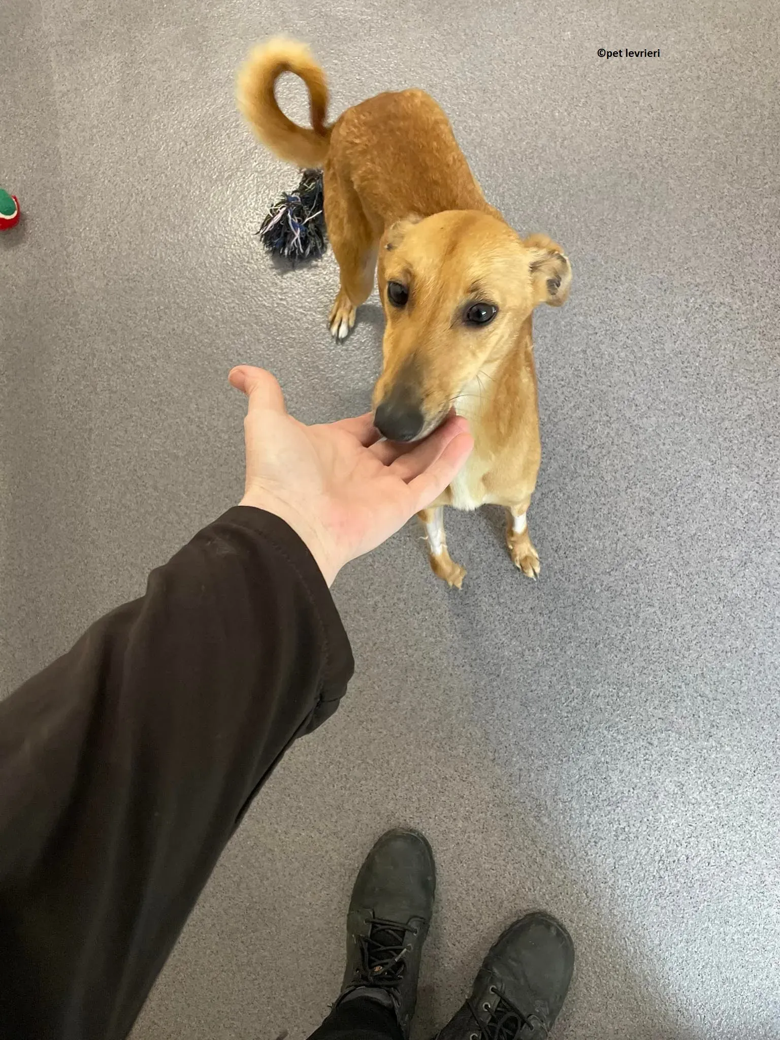 Kimberley adozione levriero lurcher whippet2