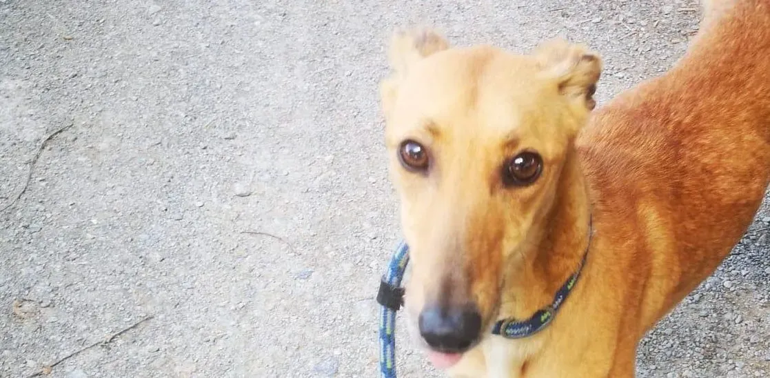 Kimberley adozione levriero lurcher whippet3 1 e1653401367285