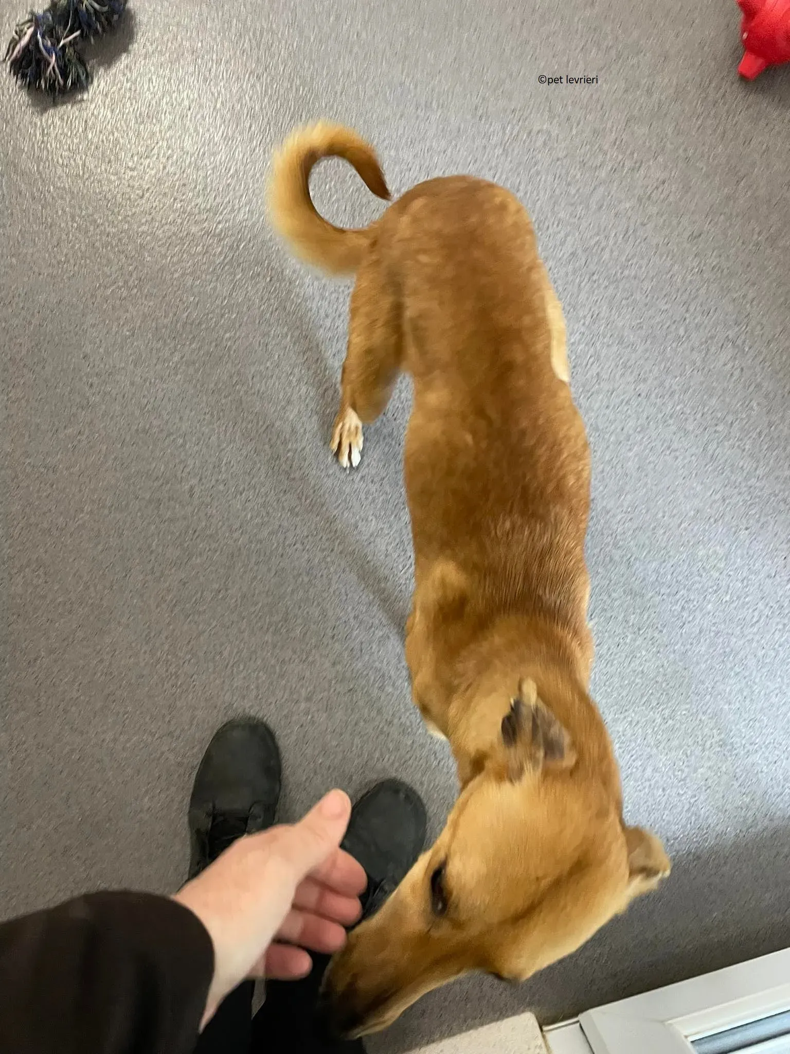 Kimberley adozione levriero lurcher whippet3