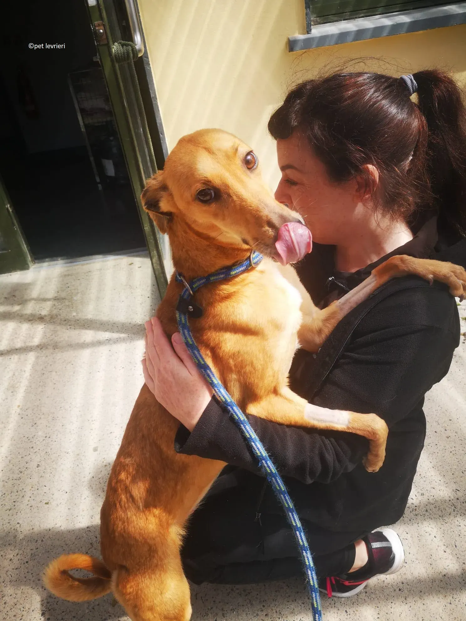 Kimberley adozione levriero lurcher whippet4 1