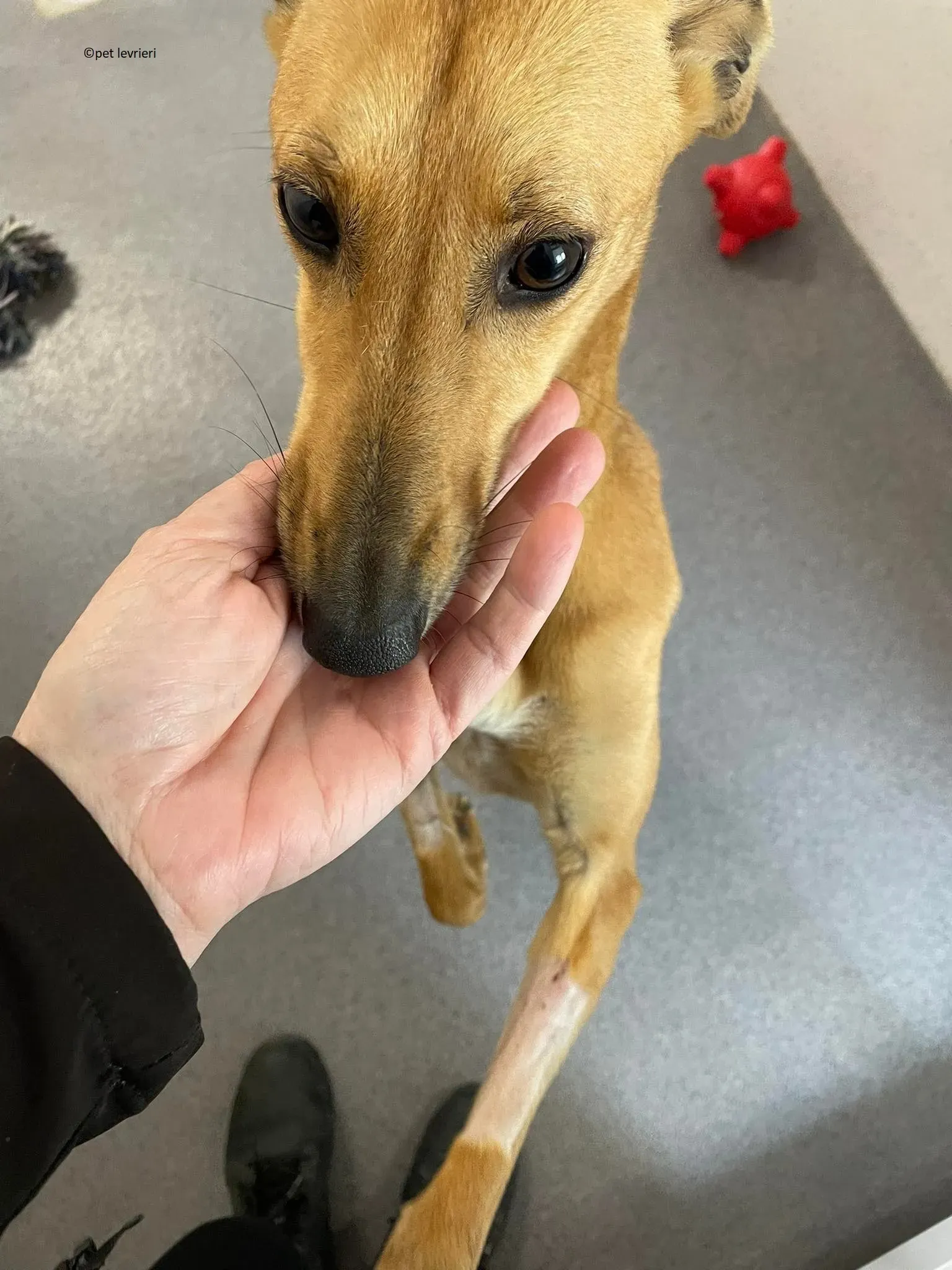 Kimberley adozione levriero lurcher whippet4