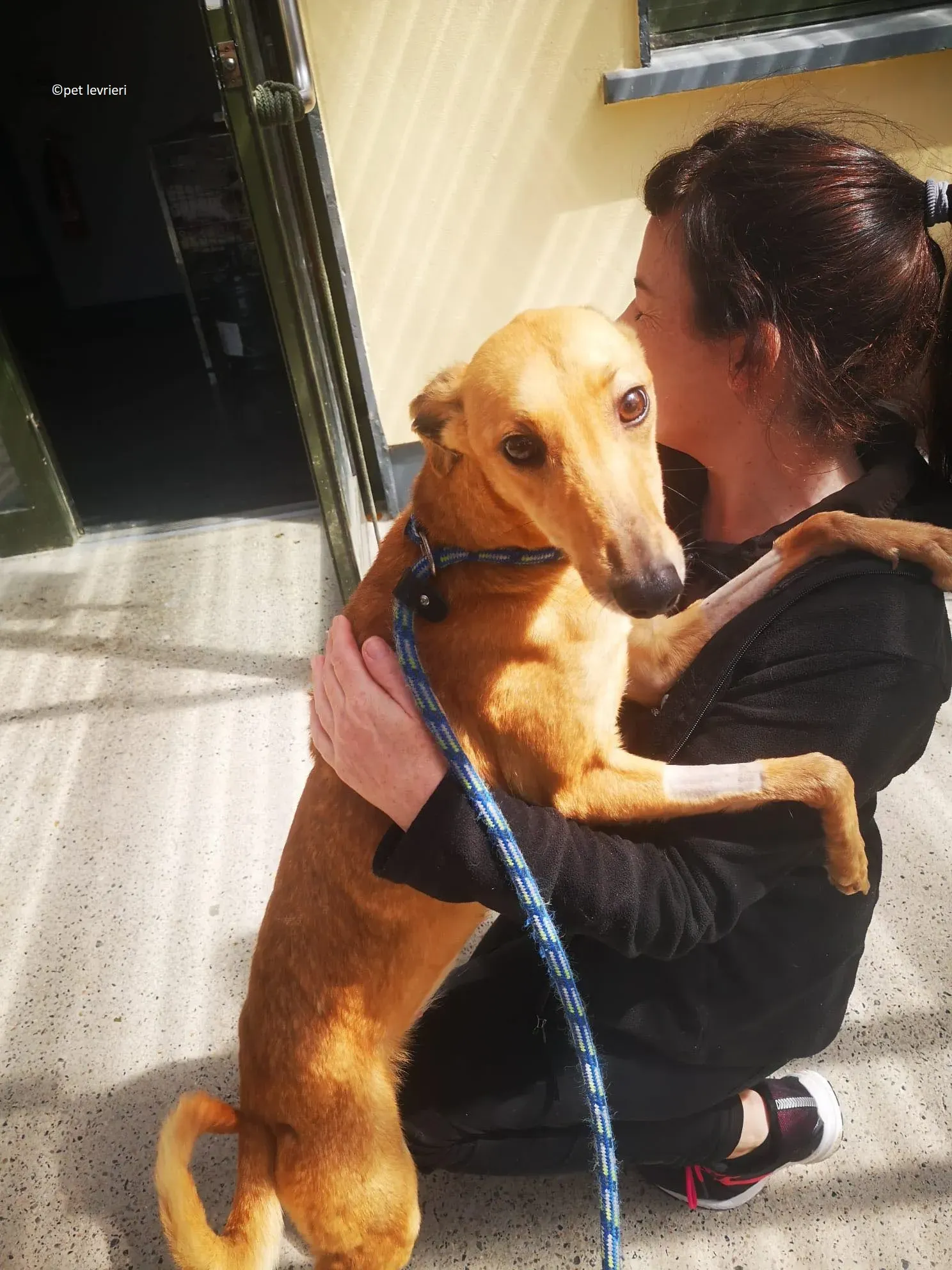 Kimberley adozione levriero lurcher whippet5 1