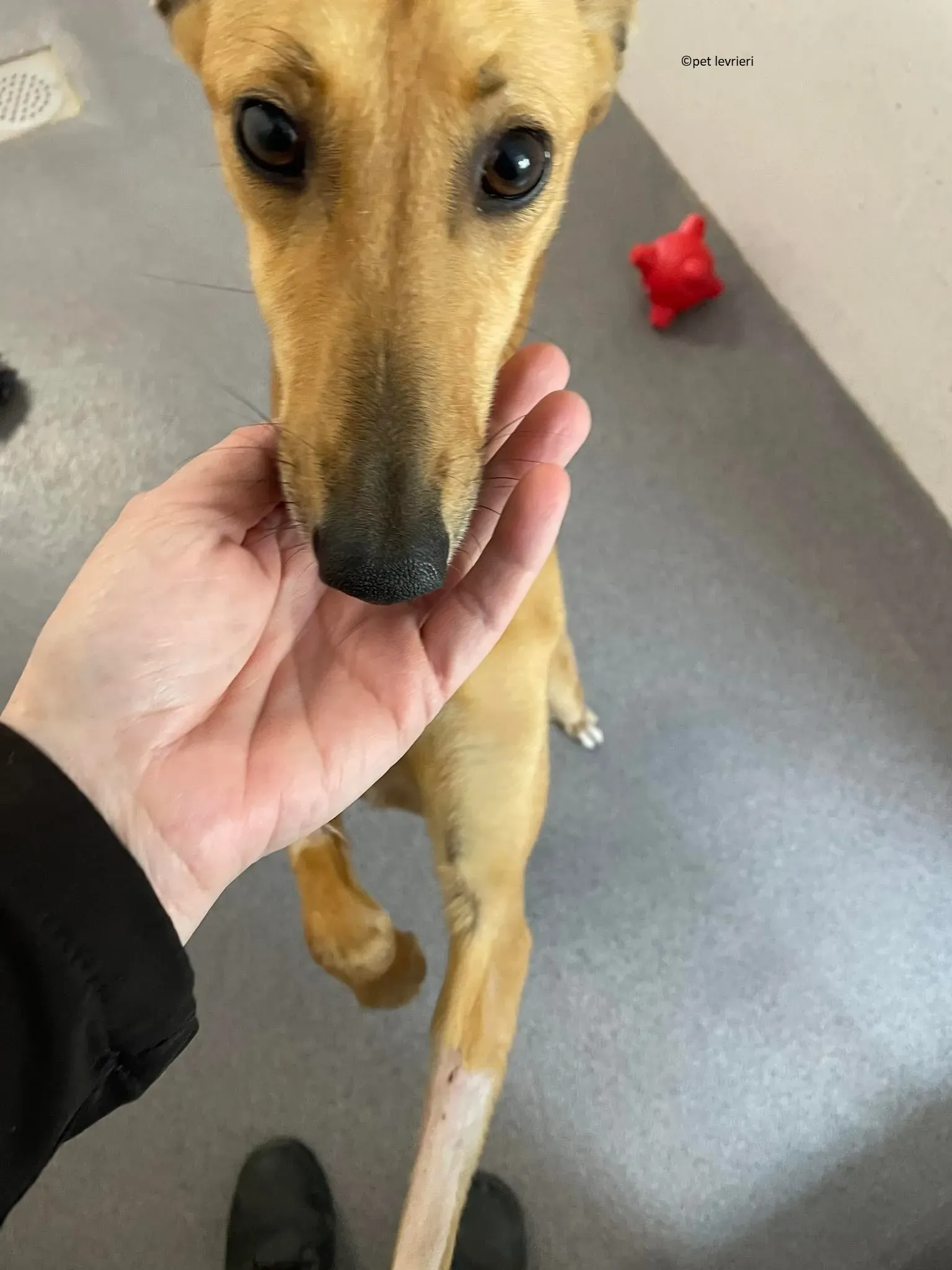 Kimberley adozione levriero lurcher whippet5