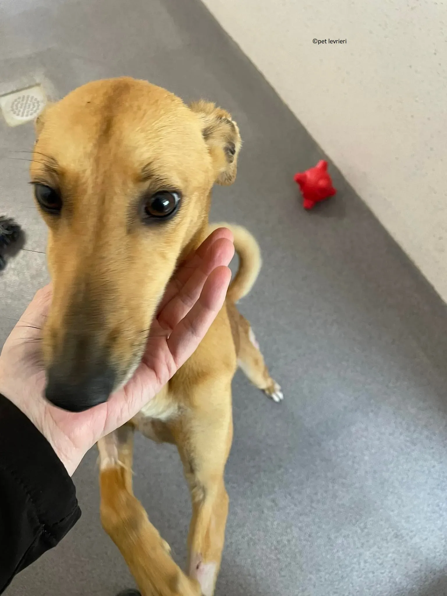 Kimberley adozione levriero lurcher whippet6