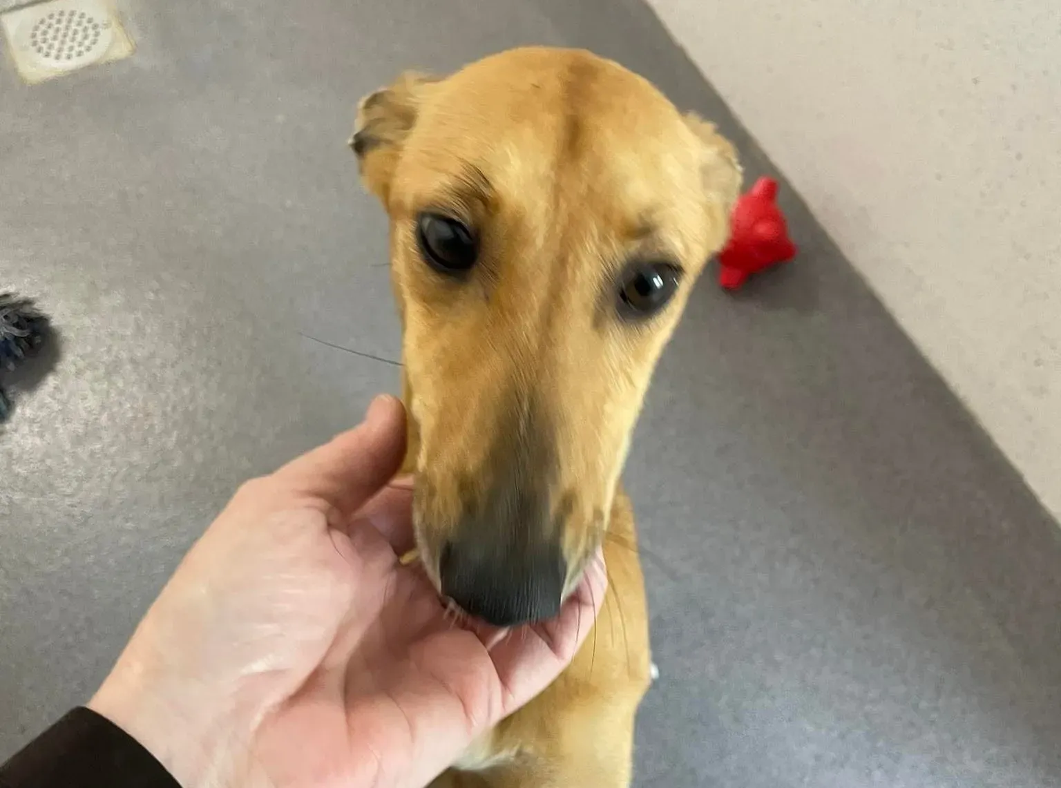 Kimberley adozione levriero lurcher whippet7 e1652966279269