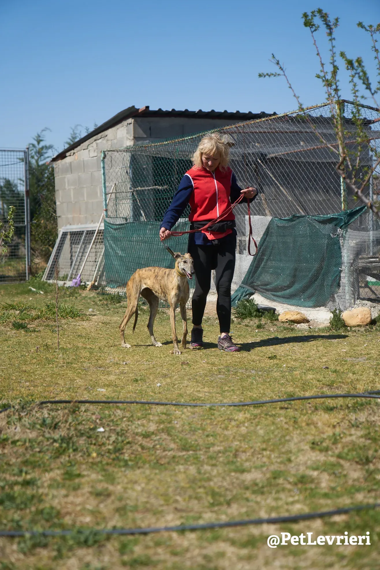 Kimy galgo adozione pet levrieri onlus 1
