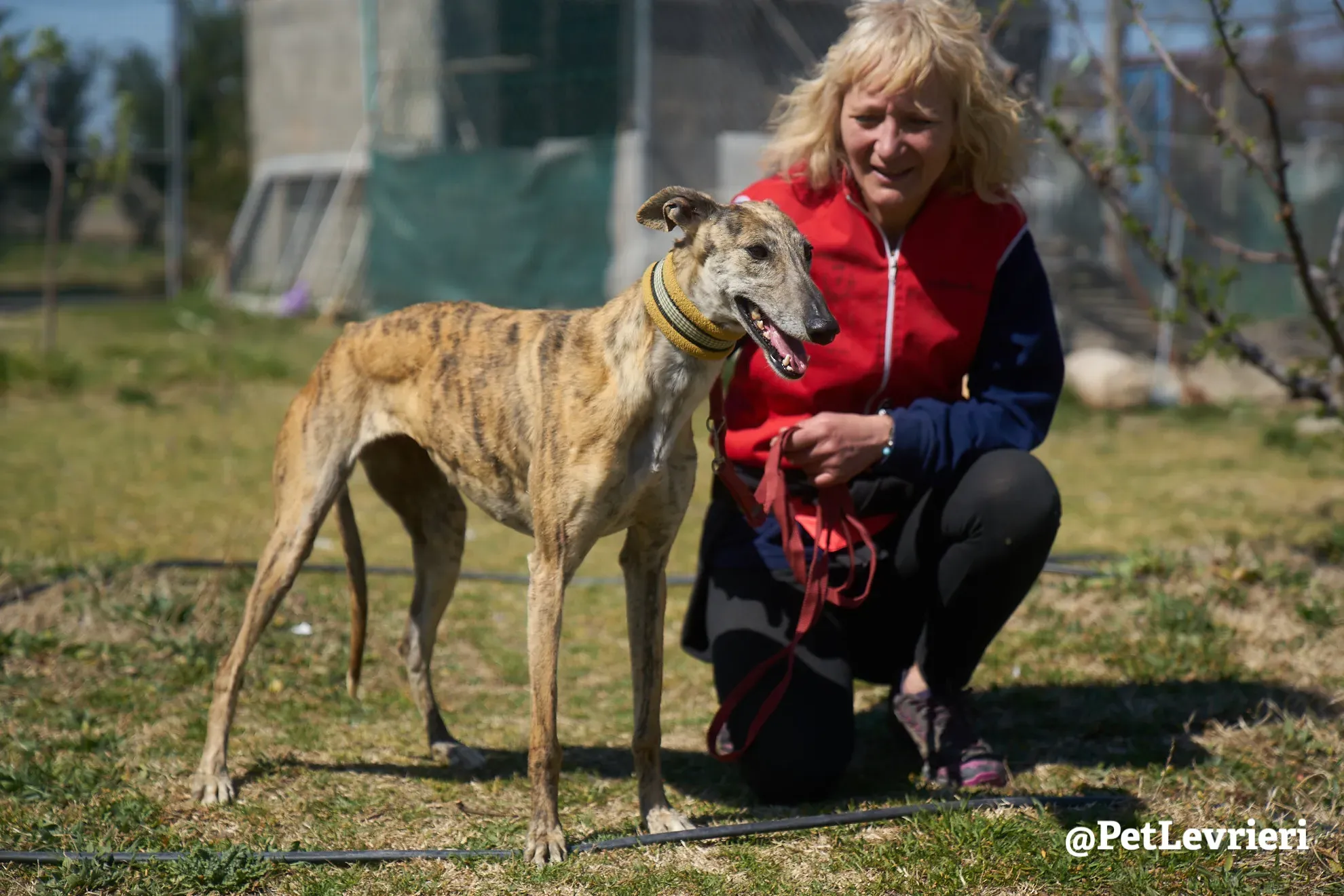 Kimy galgo adozione pet levrieri onlus 10