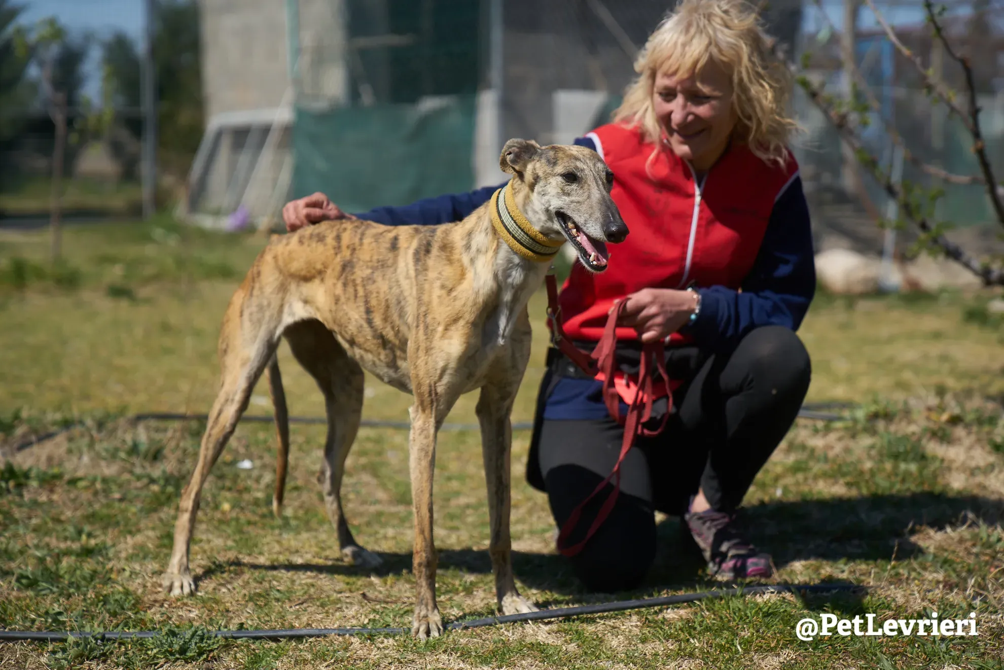 Kimy galgo adozione pet levrieri onlus 11
