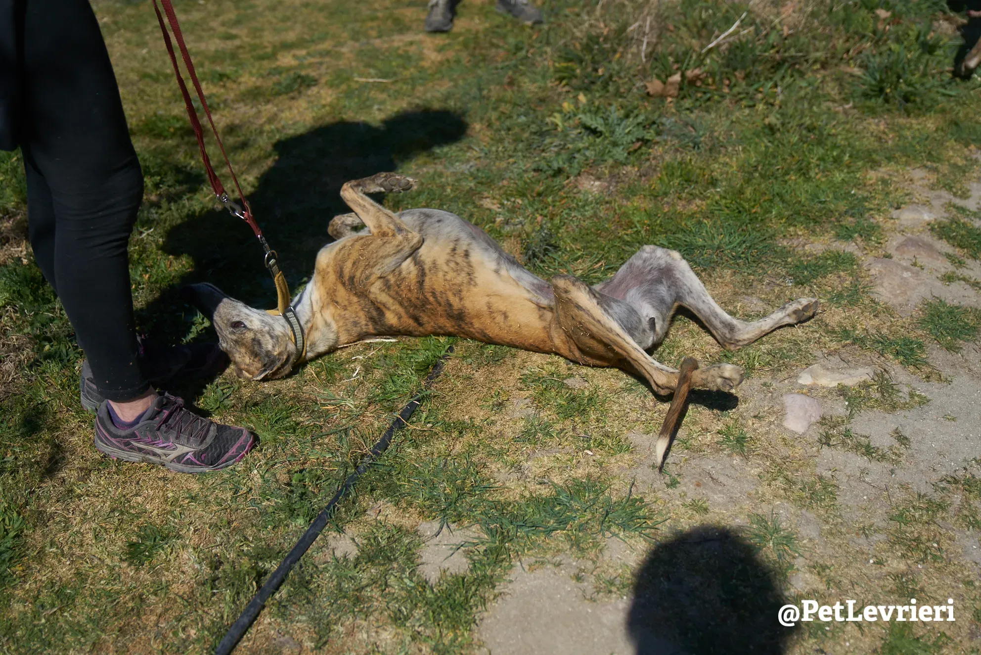 Kimy galgo adozione pet levrieri onlus 14