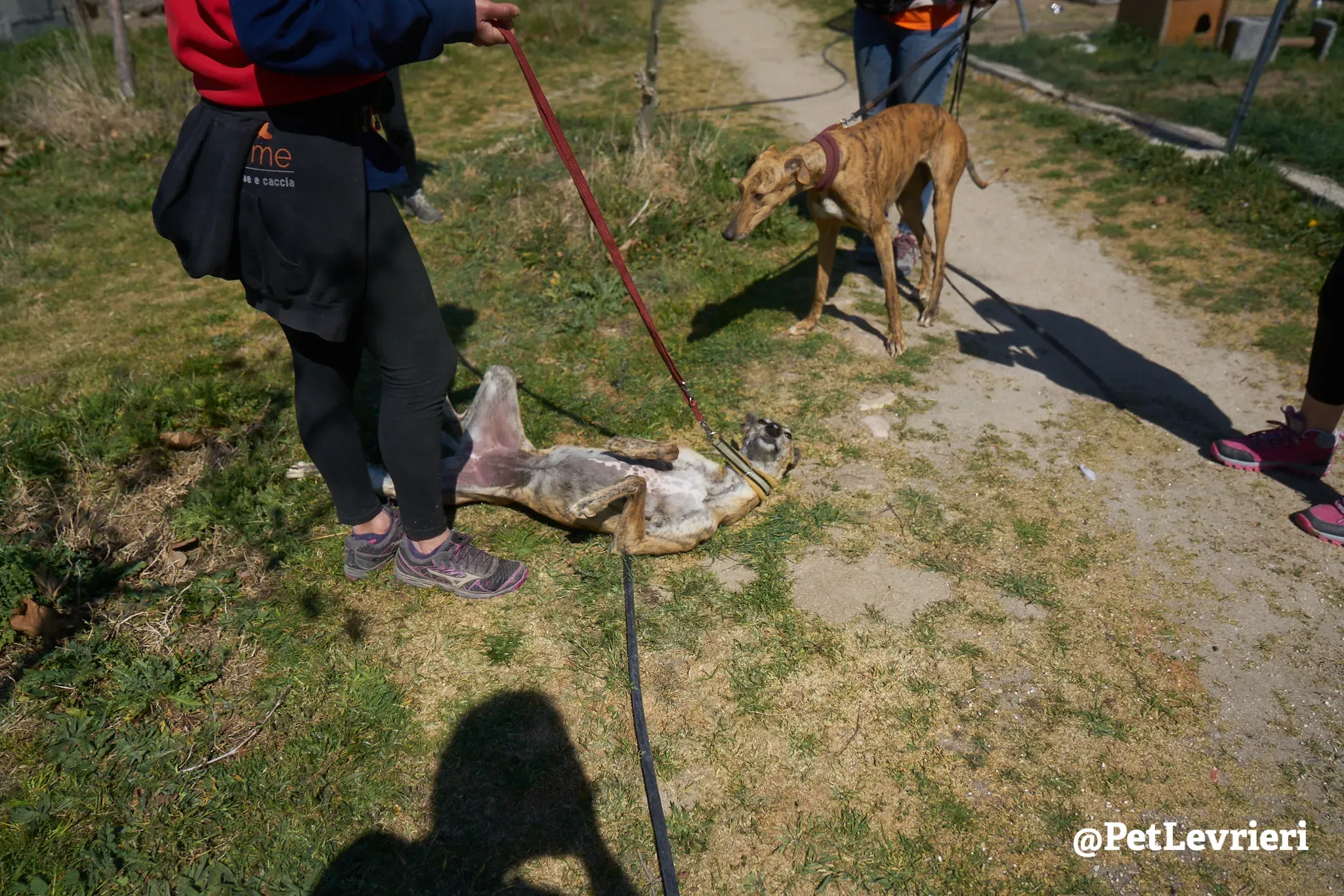 Kimy galgo adozione pet levrieri onlus 15