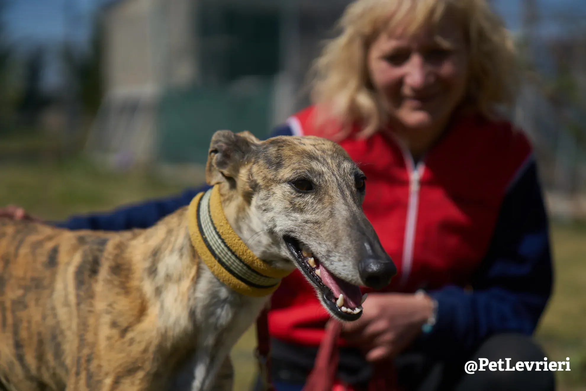 Kimy galgo adozione pet levrieri onlus 19