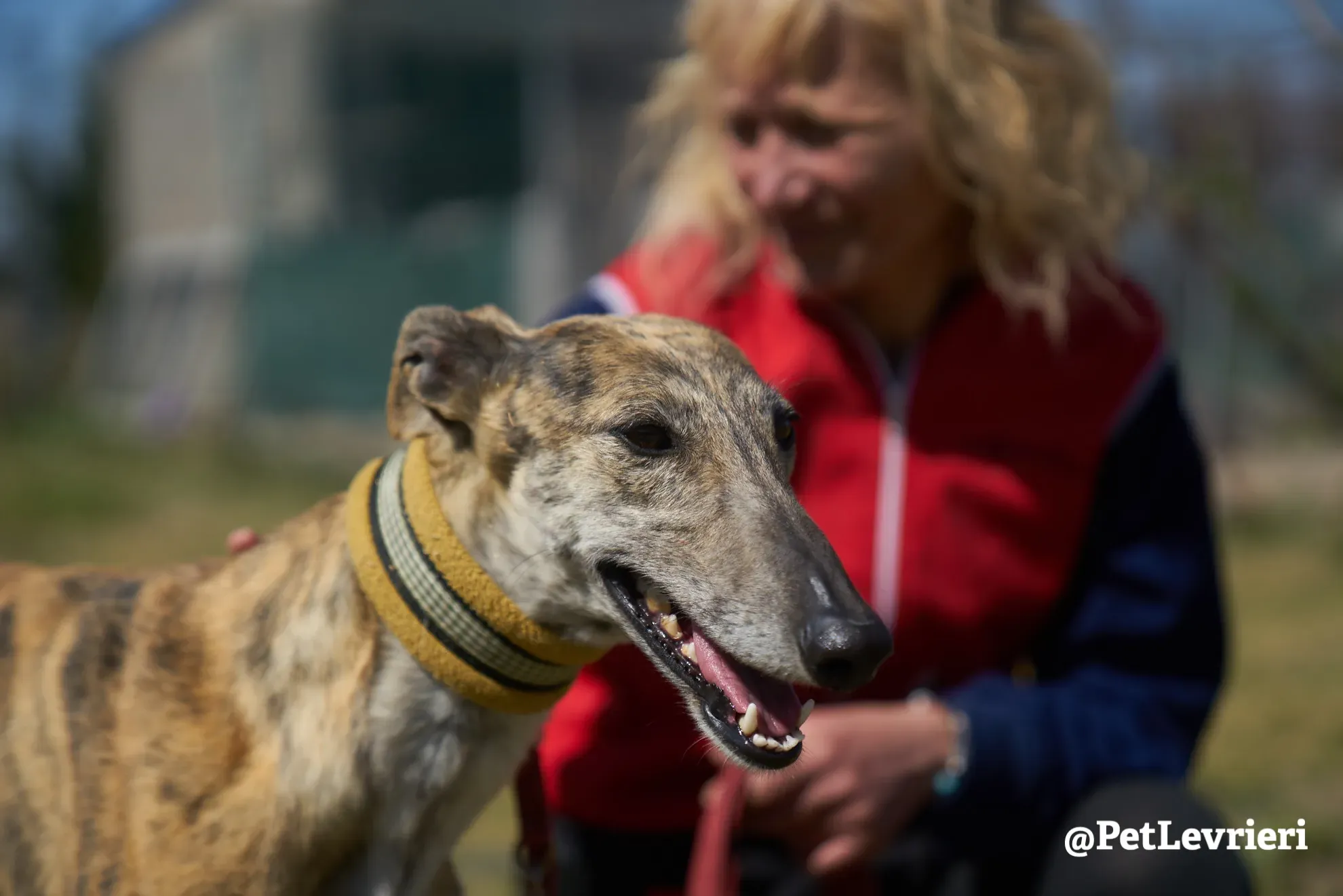 Kimy galgo adozione pet levrieri onlus 20