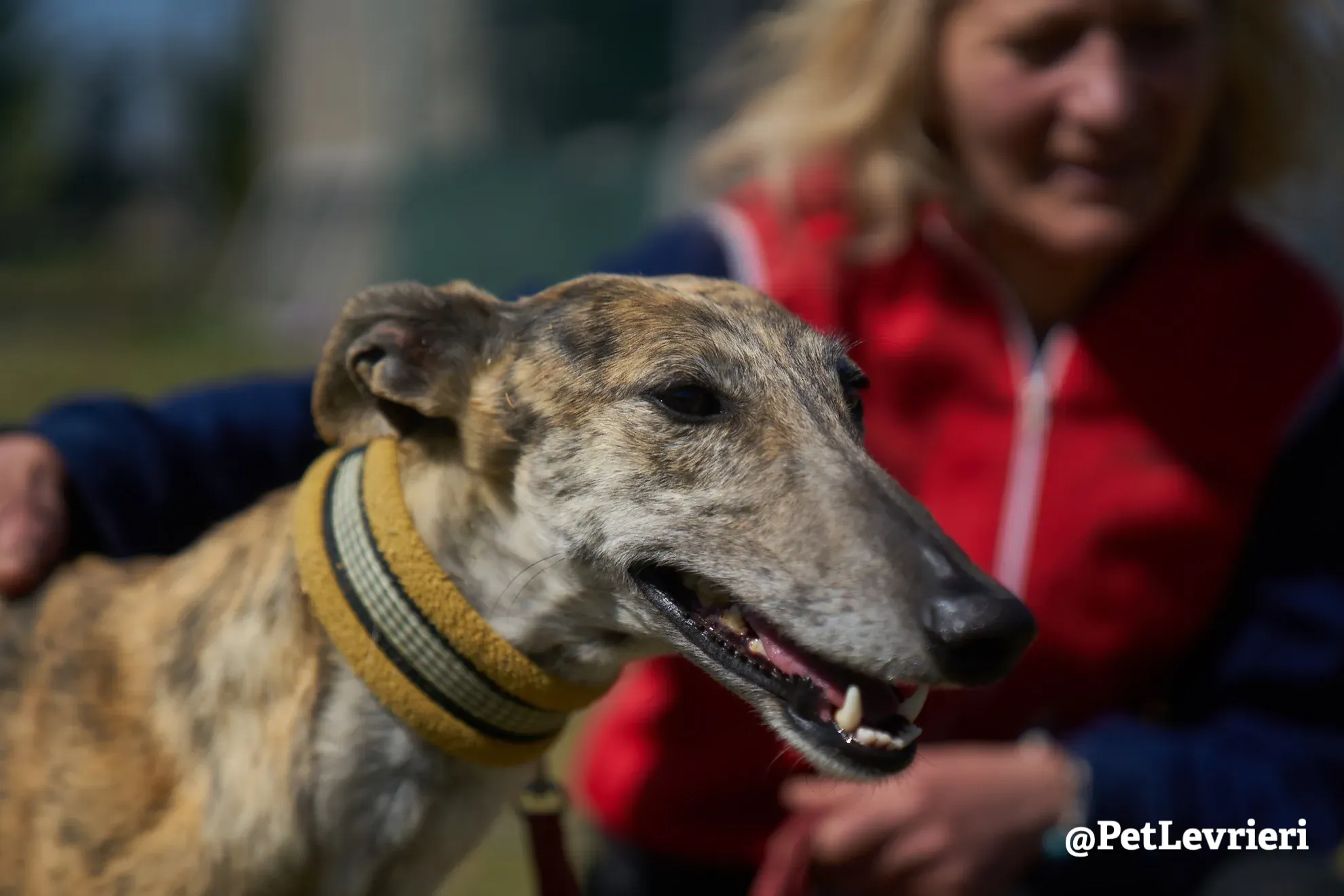 Kimy galgo adozione pet levrieri onlus 21