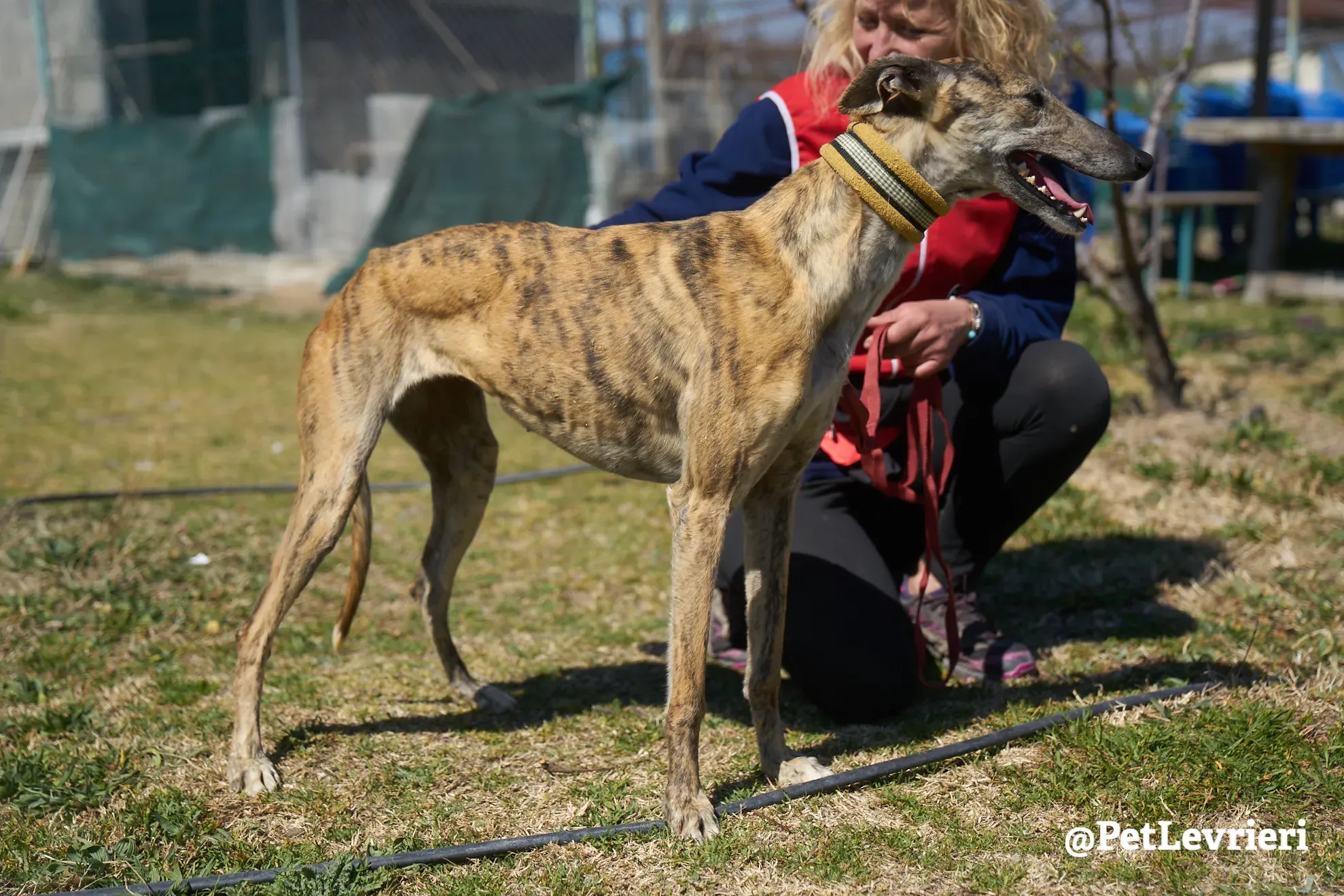Kimy galgo adozione pet levrieri onlus 22