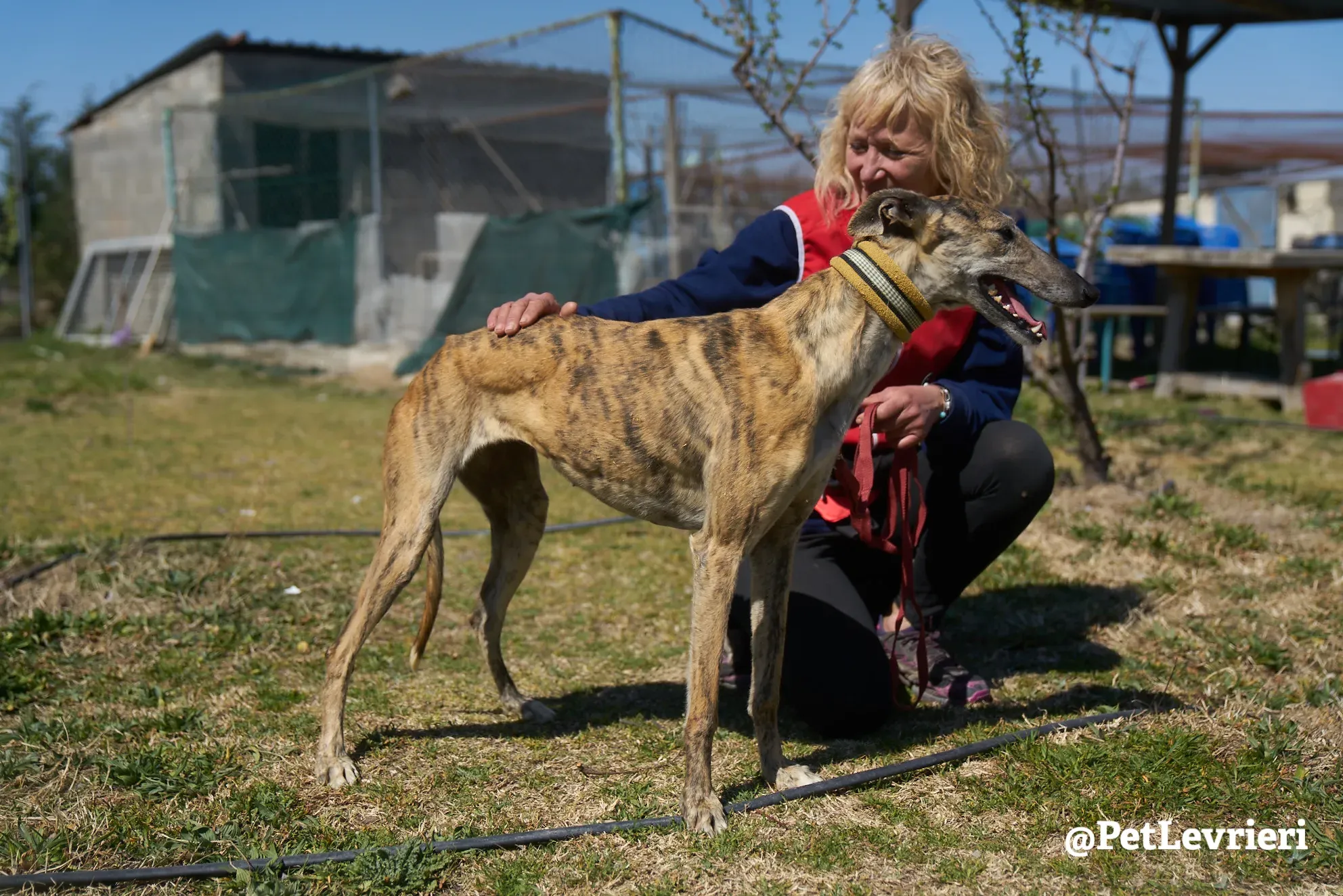 Kimy galgo adozione pet levrieri onlus 23