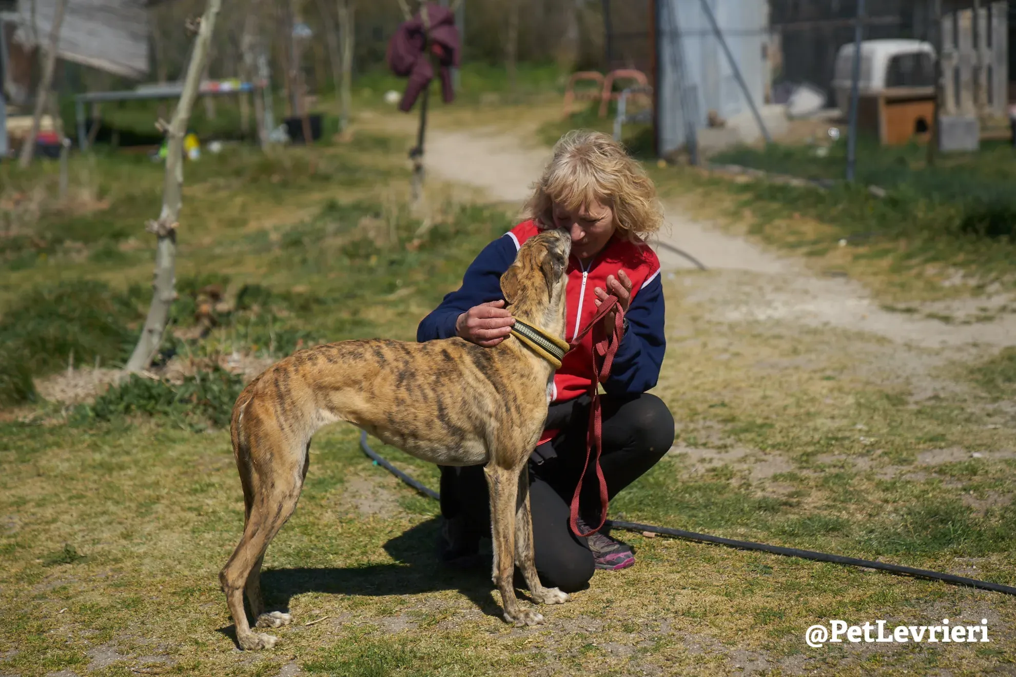 Kimy galgo adozione pet levrieri onlus 26