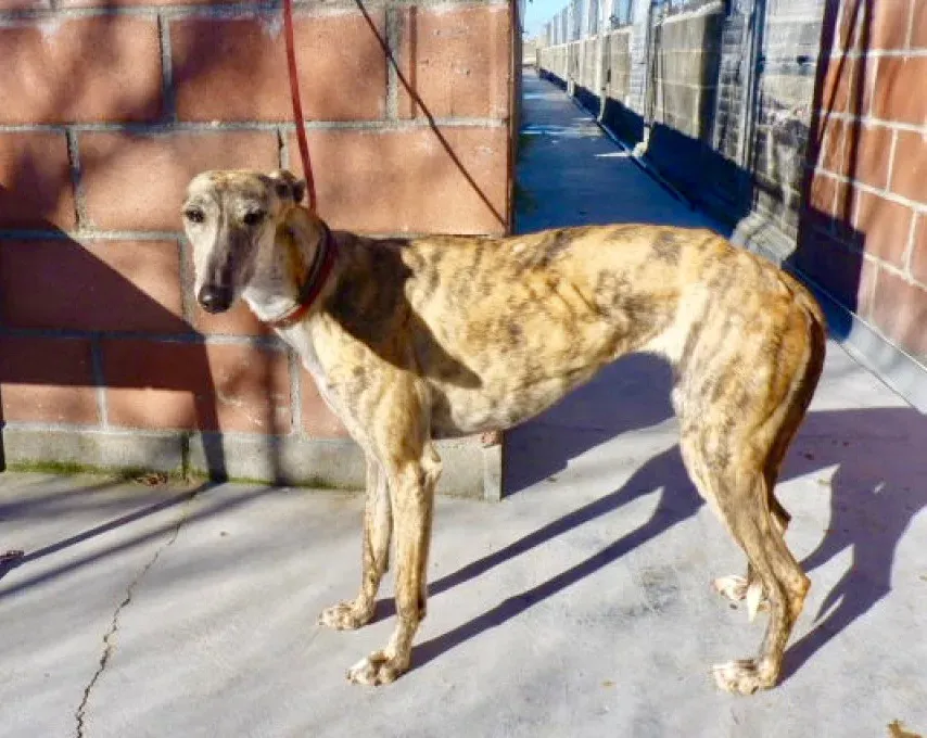 Kimy galgo adozione pet levrieri onlus 27