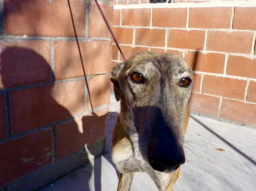 Kimy galgo adozione pet levrieri onlus 28