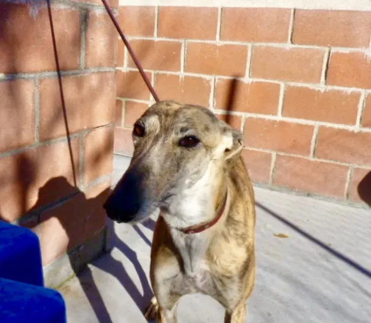 Kimy galgo adozione pet levrieri onlus 29