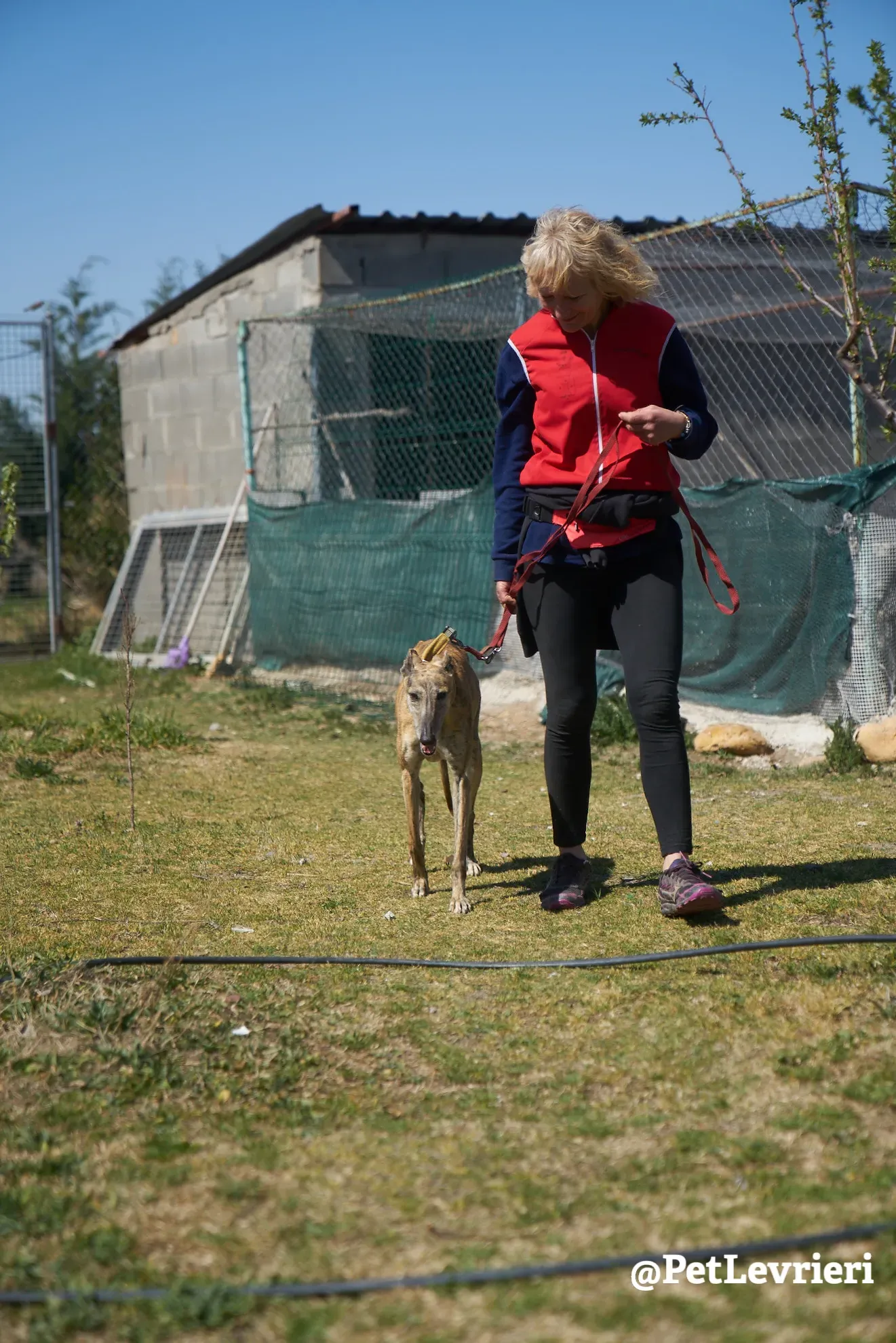Kimy galgo adozione pet levrieri onlus 3