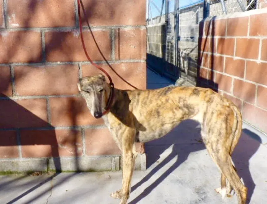 Kimy galgo adozione pet levrieri onlus 30