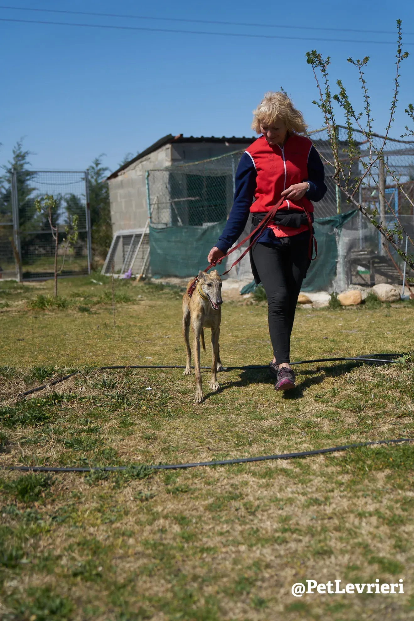 Kimy galgo adozione pet levrieri onlus 5