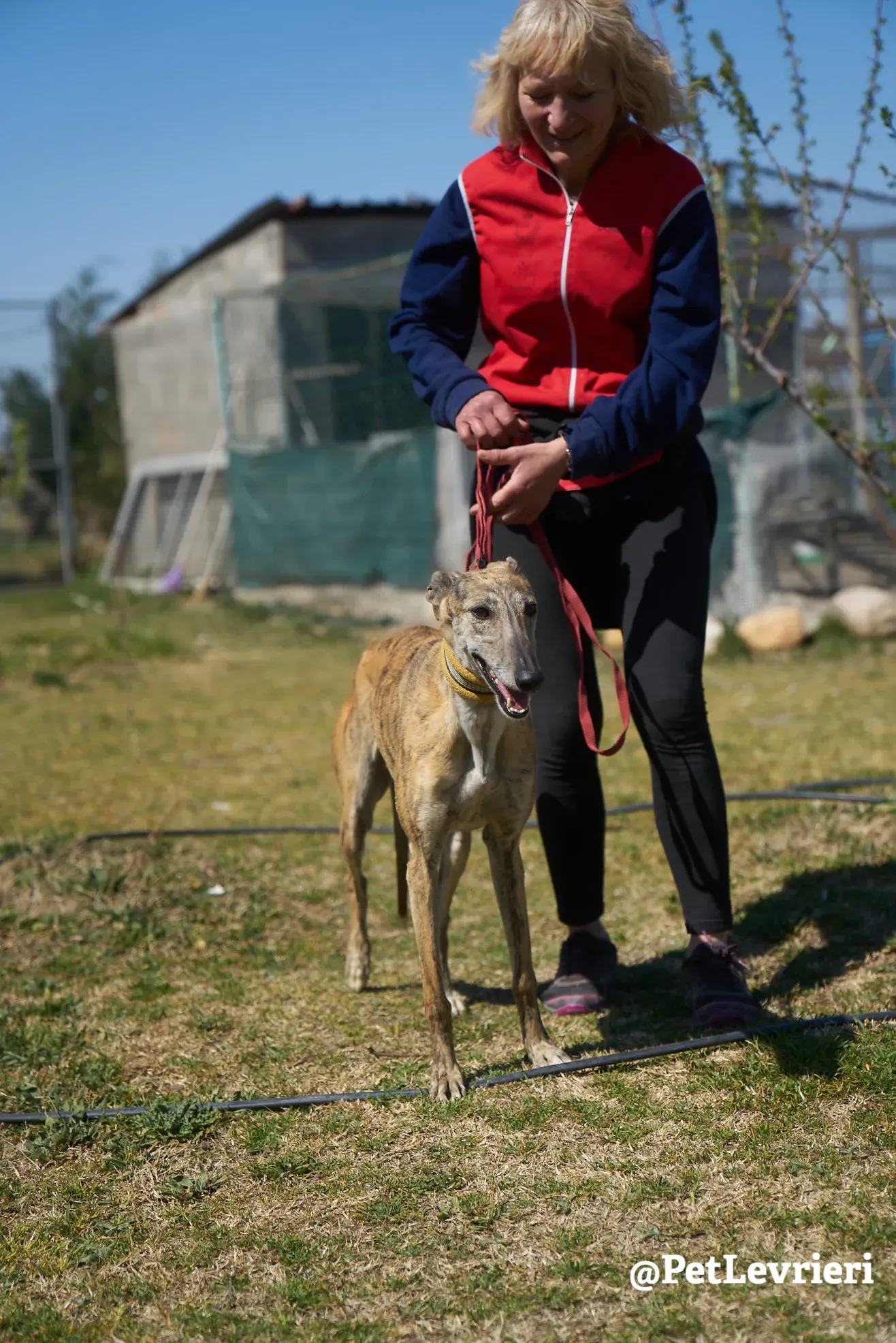 Kimy galgo adozione pet levrieri onlus 6