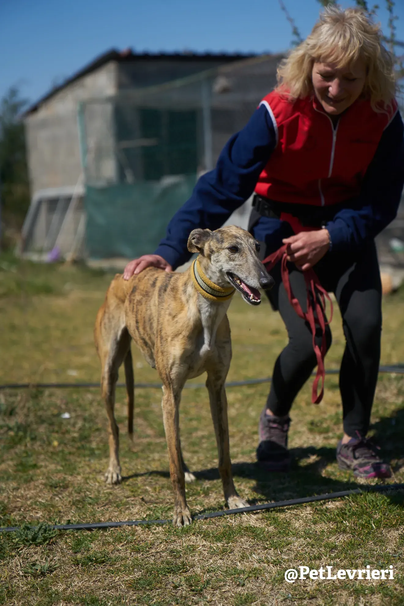 Kimy galgo adozione pet levrieri onlus 8