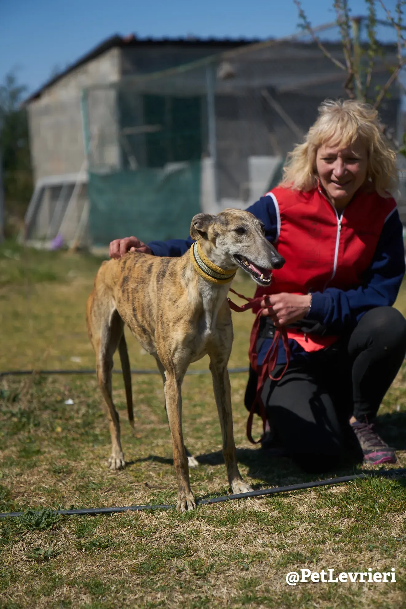 Kimy galgo adozione pet levrieri onlus 9