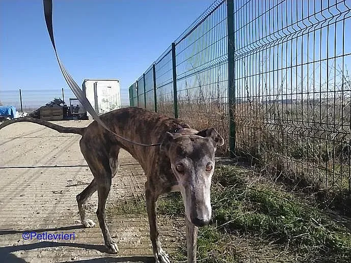 Kira adozione levrieri galgo 01