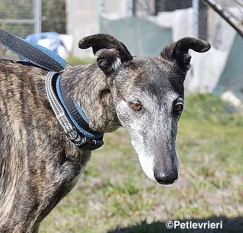 Kira adozione levrieri galgo 010 2