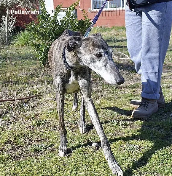 Kira adozione levrieri galgo 011 2