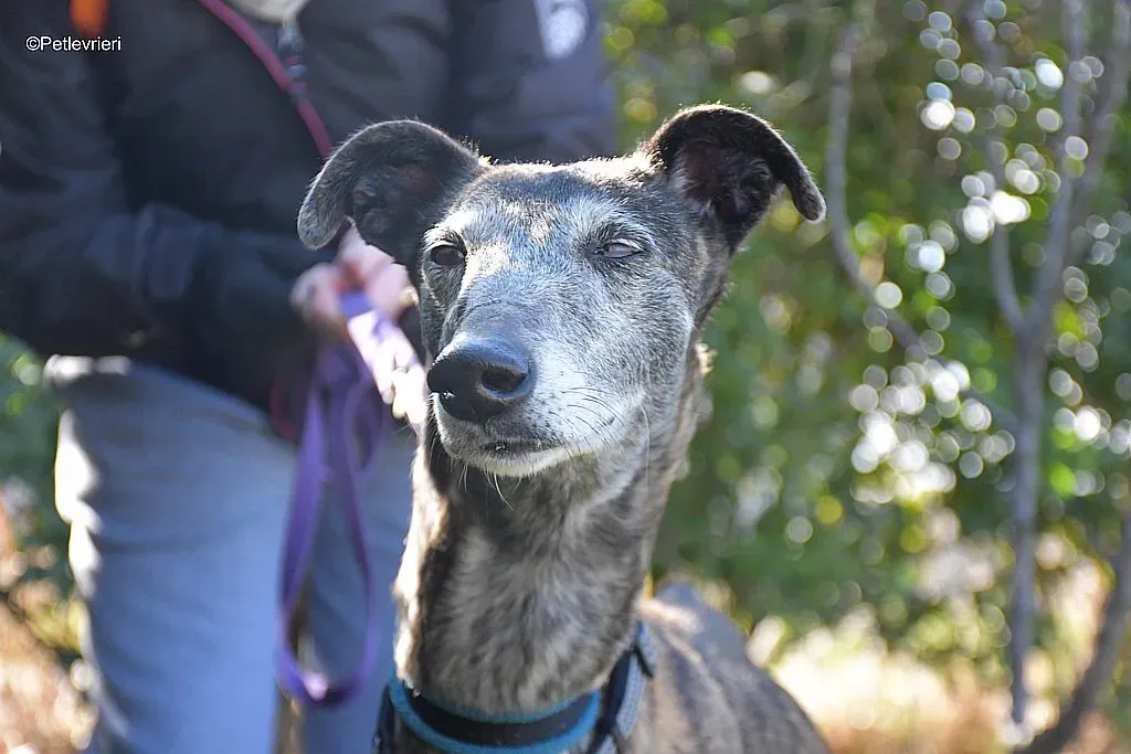 Kira adozione levrieri galgo 01 1