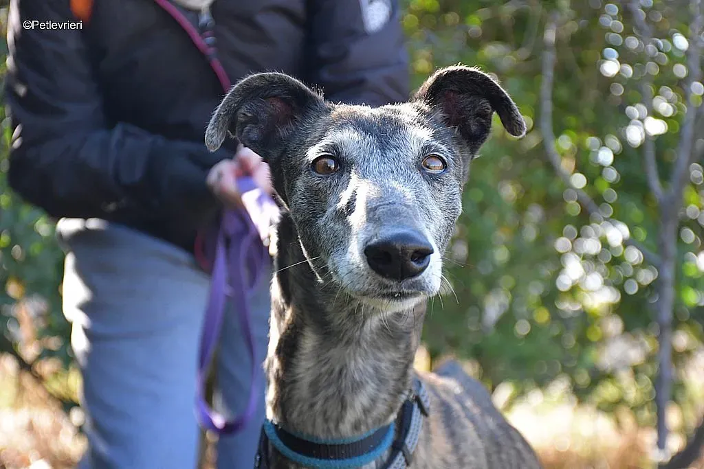 Kira adozione levrieri galgo 02