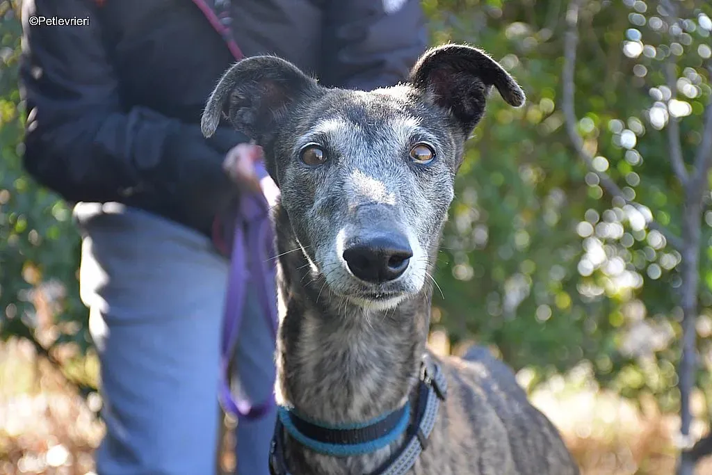 Kira adozione levrieri galgo 03