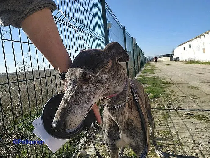 Kira adozione levrieri galgo 04