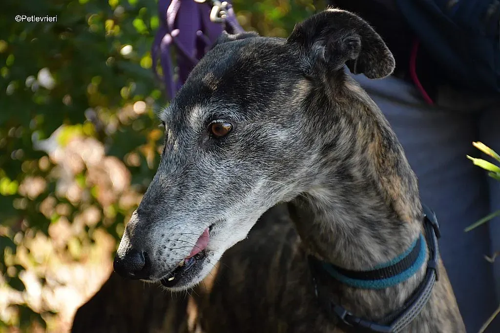 Kira adozione levrieri galgo 04 1