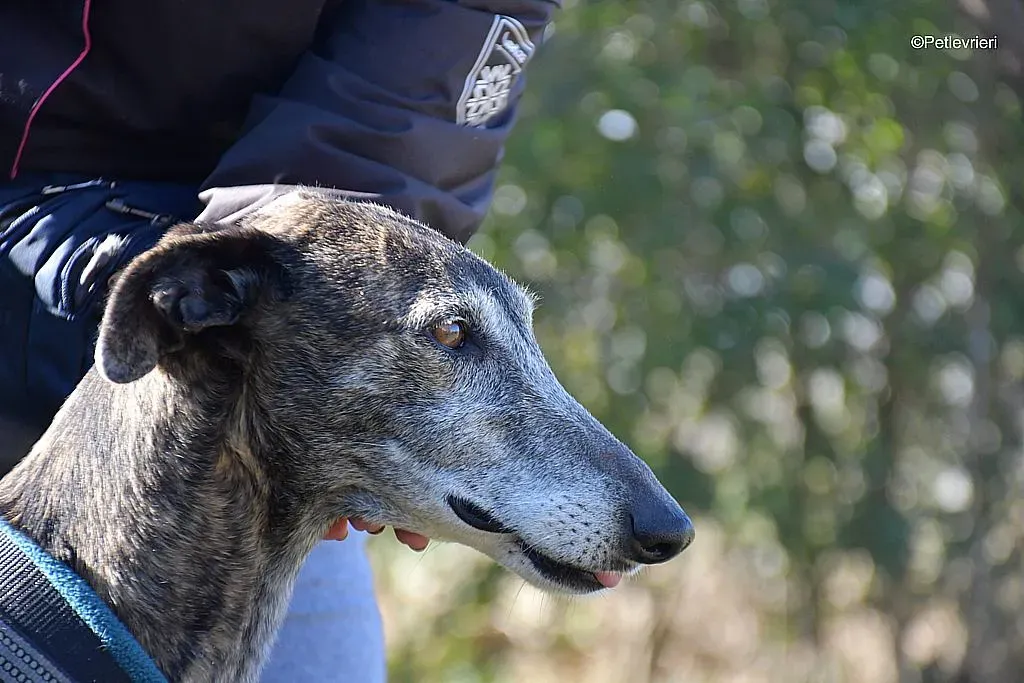 Kira adozione levrieri galgo 05