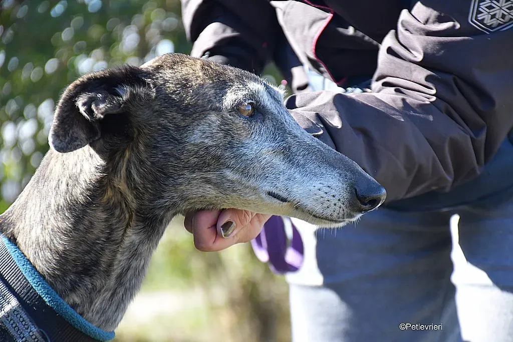 Kira adozione levrieri galgo 06