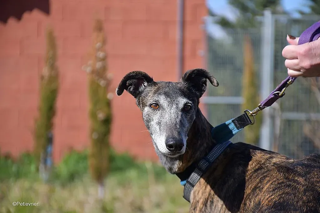 Kira adozione levrieri galgo 08