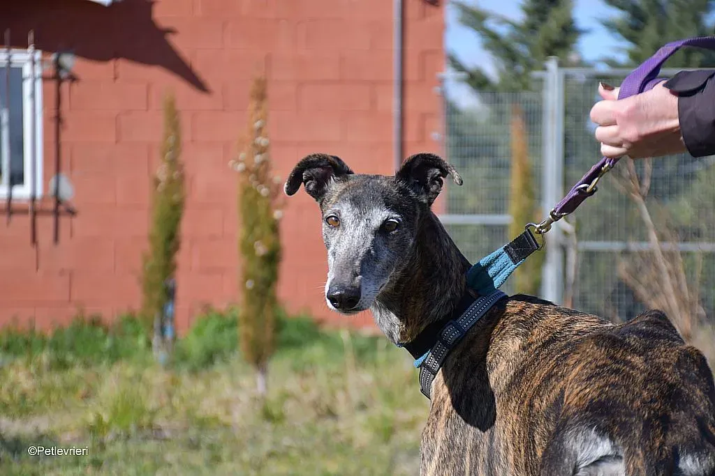 Kira adozione levrieri galgo 09